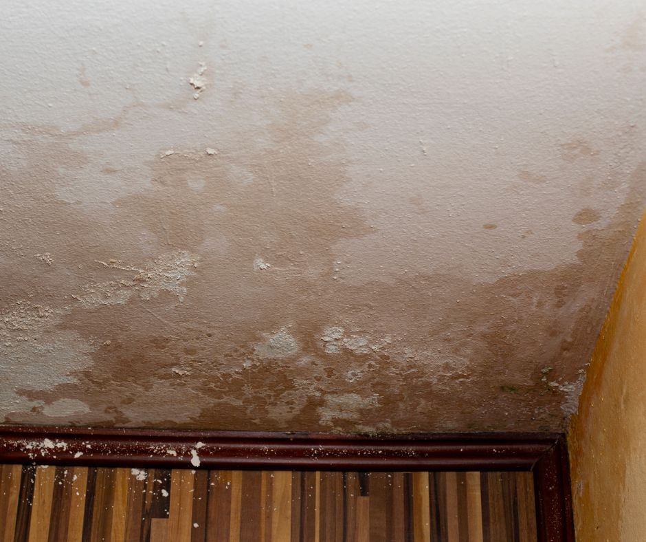 damp mould cellar solution