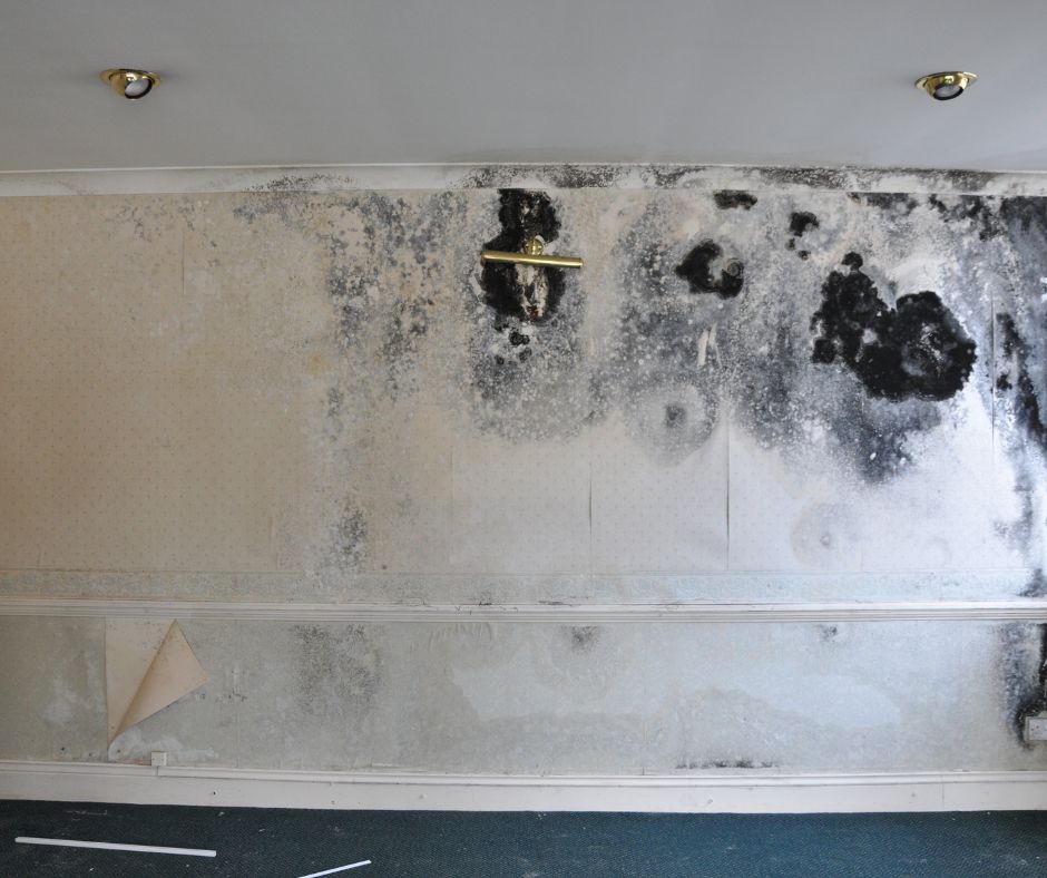 why mould is dangerous to health